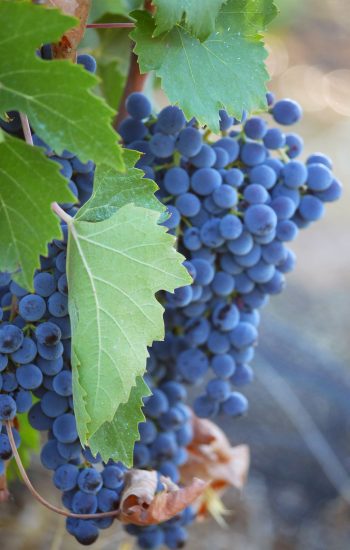 maliosa-club-grappolo